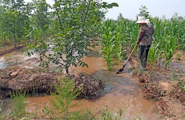 The harm of flood irrigation to fruit trees