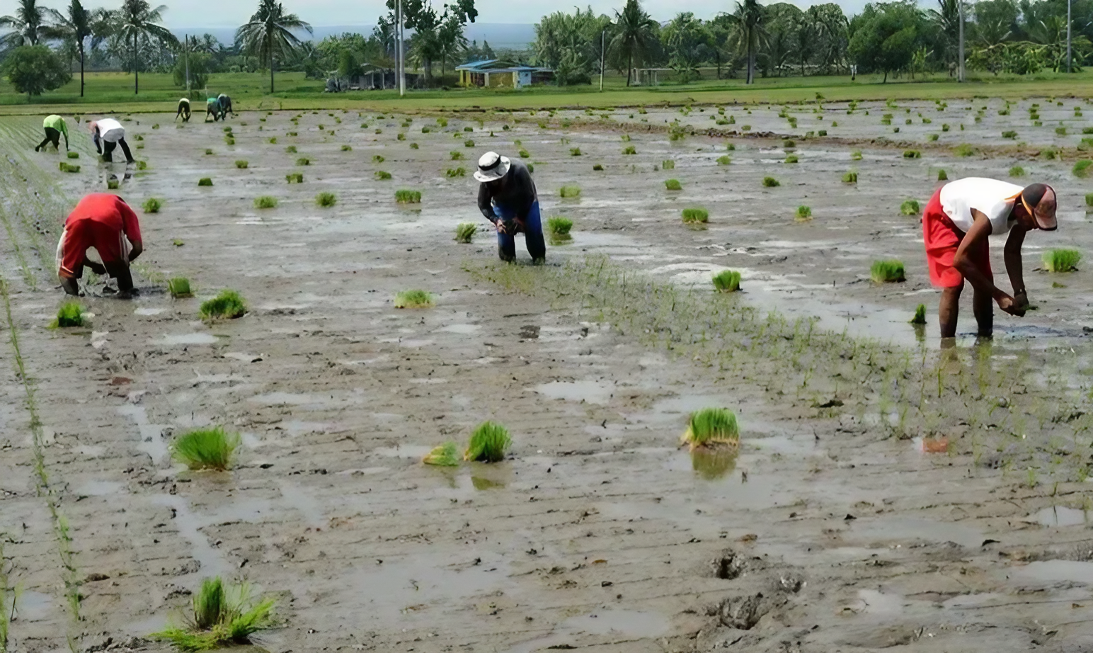 DBM P42B allocated for irrigation in 2025 budget
