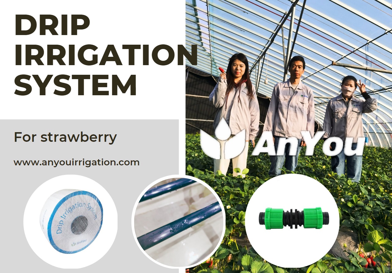Precautions for strawberry irrigation