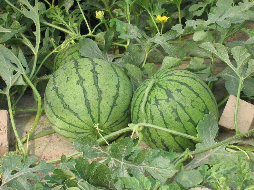 How To Water Watermelon Plants And When To Water Watermelons