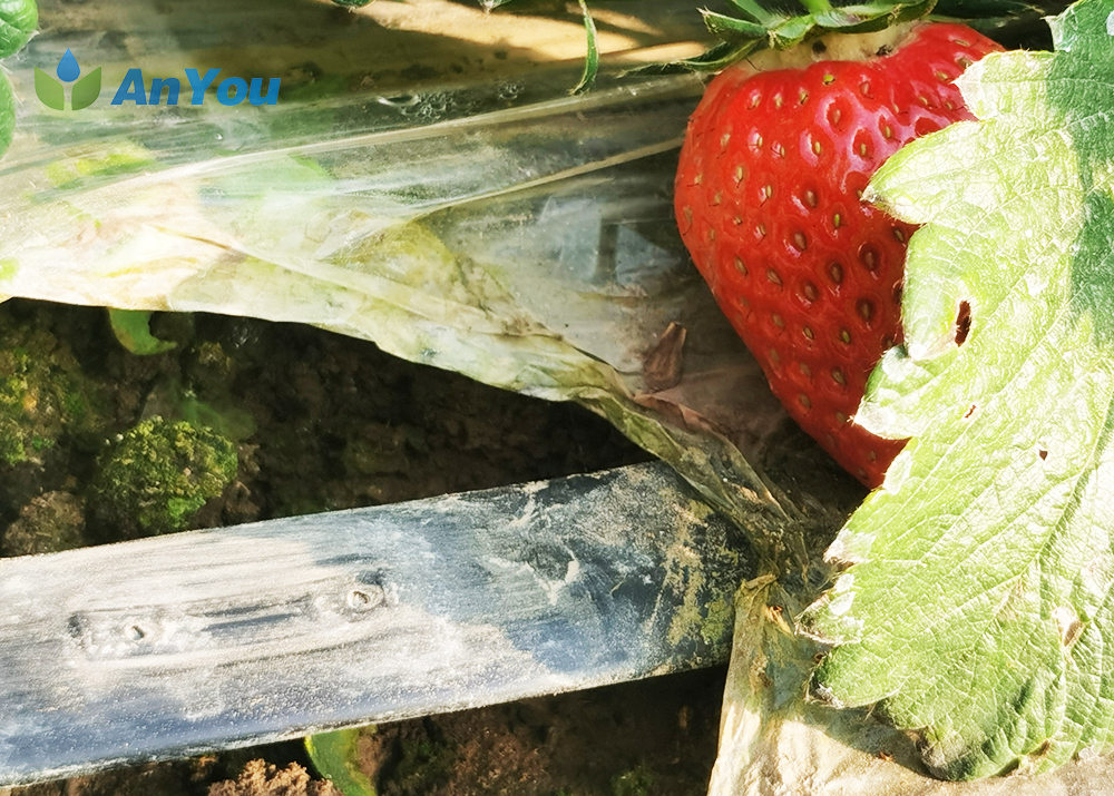 Precautions for strawberry irrigation
