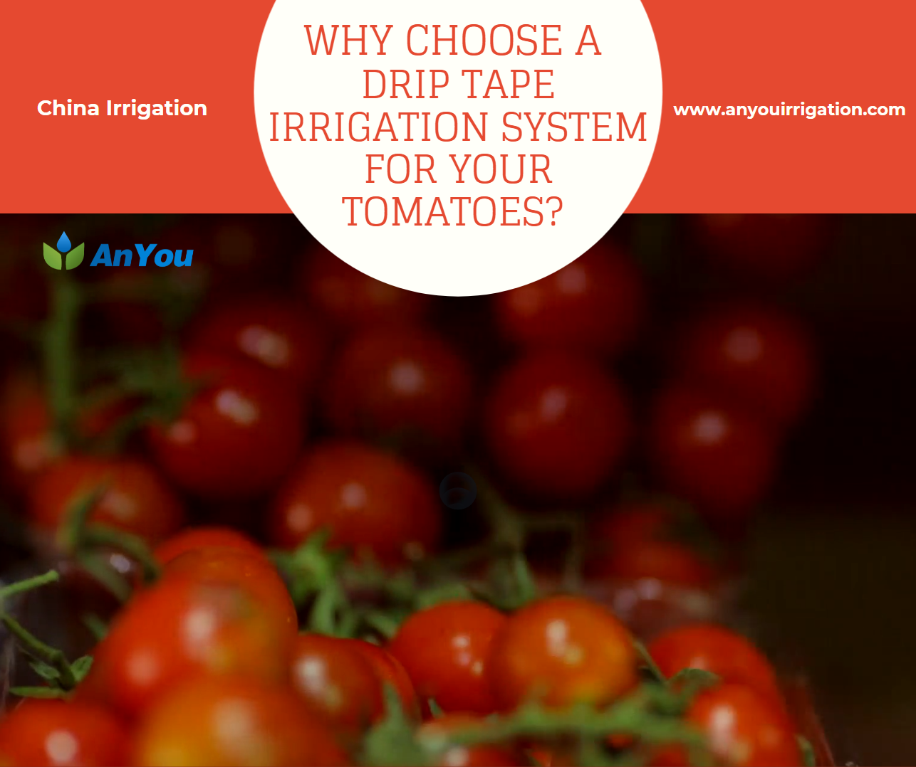 Why choose a drip tape irrigation system for your tomotoes