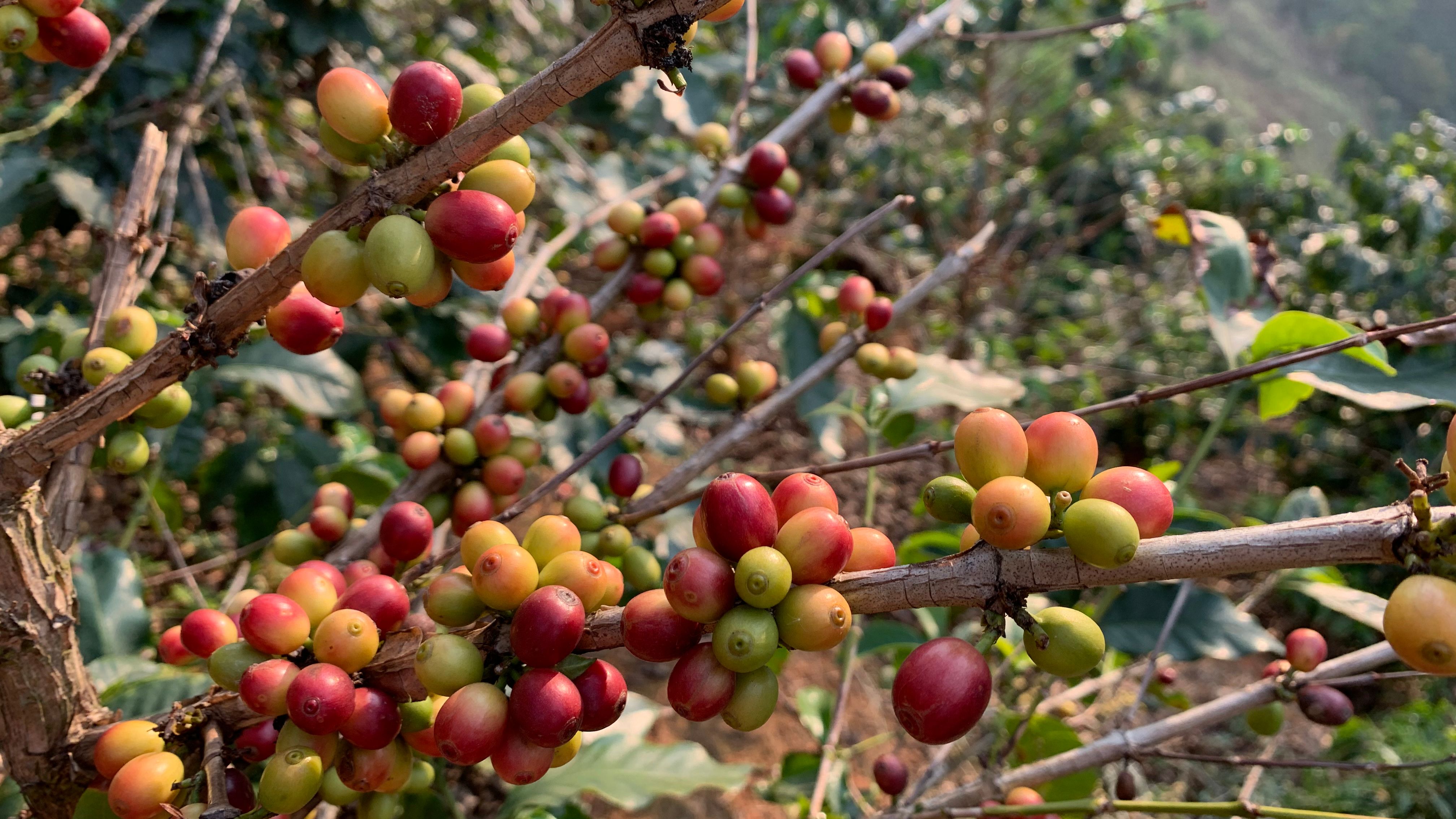 コーヒー灌漑