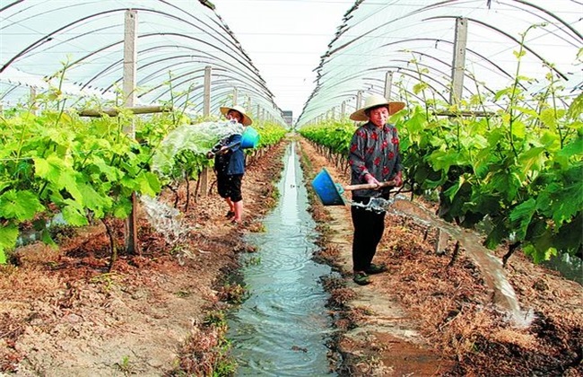 irrigation system